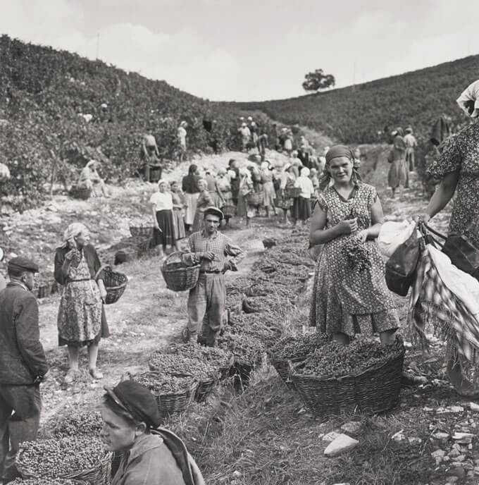 A black and white photo of people harvesting grapes in a rural setting.