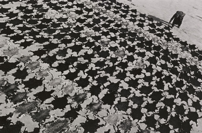Person bending over lambskins drying on the ground.