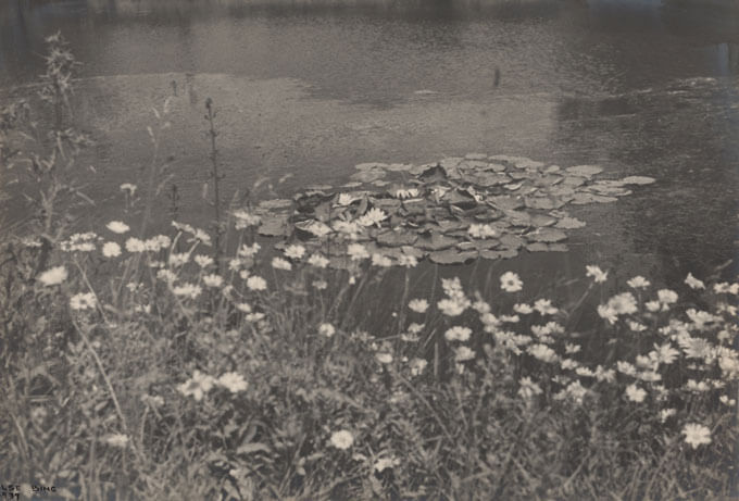 Lily pads on a pond.
