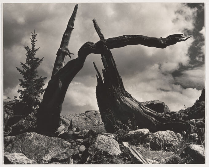 Broken trees on the Rocky Mountains in Colorado.