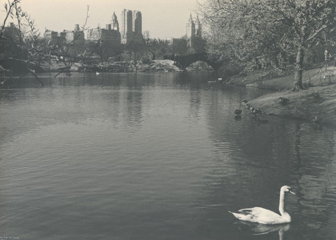 A swan swims in a pond.