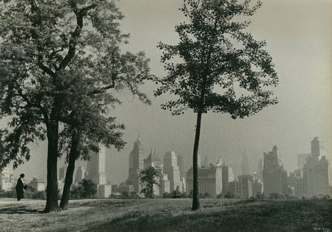 Trees in the foreground of the New York City skyline.