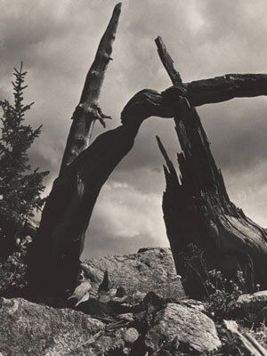 Broken trees on the Rocky Mountains in Colorado.